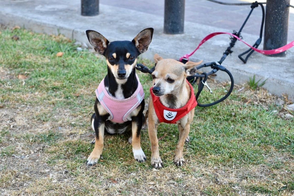 REALIZA GEM MÁS DE 200 ESTERILIZACIONES GRATUITAS DE LOMITOS Y MICHIS CON ESTRATEGIA CERA, EN VILLA DE ALLENDE