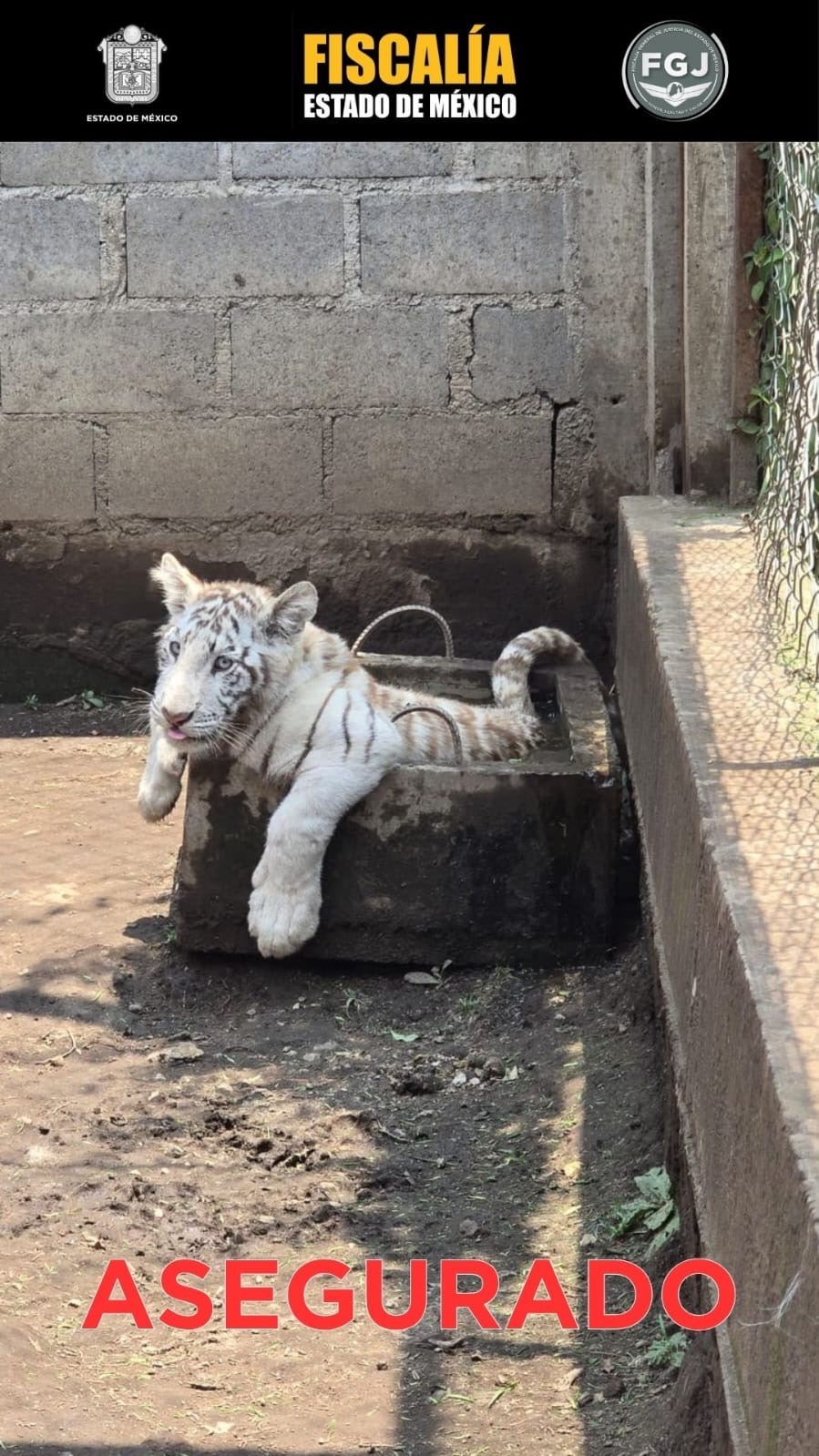 ASEGURA FISCALÍA EDOMÉX EJEMPLARES DE ESPECIES DE FAUNA EXÓTICA EN CHALCO